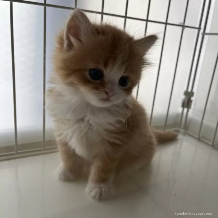 ID:2404-01083の子猫