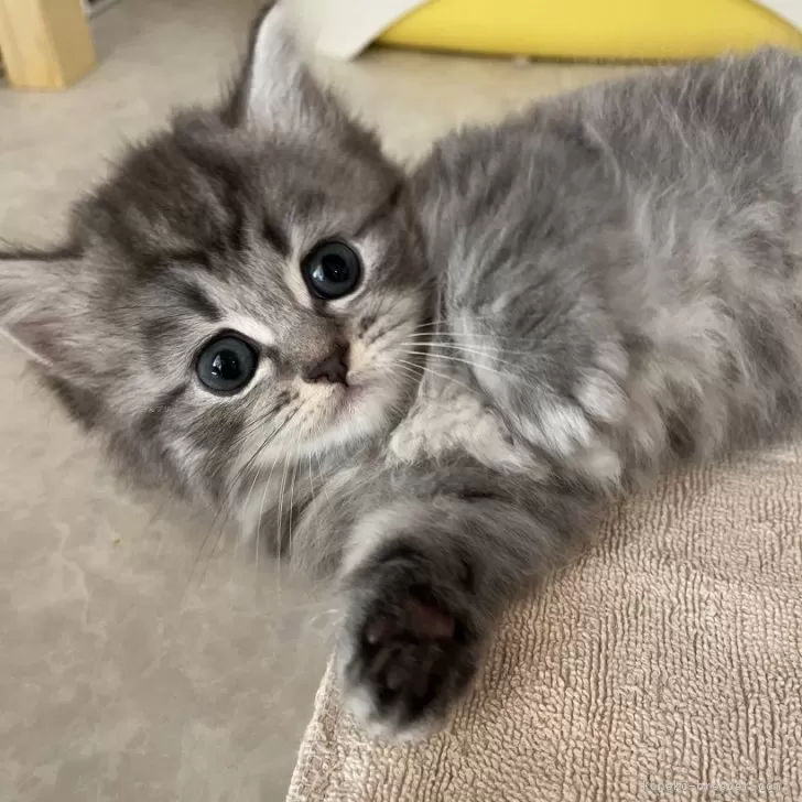 ID：2402-01722の子猫