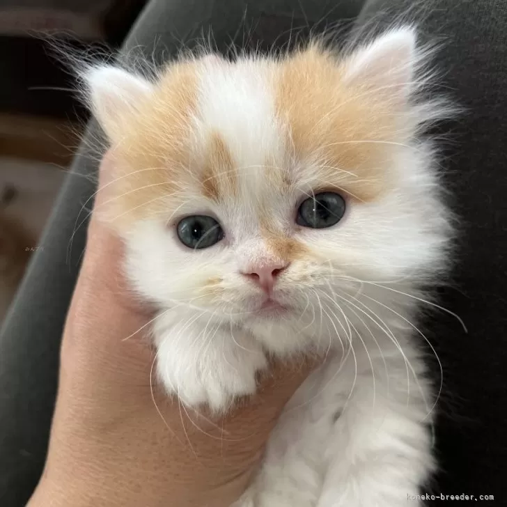 ID：2411-01148の子猫