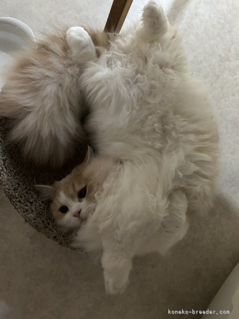 マンチカン【・男の子・2024年5月5日・クリーム&amp;ホワイト】