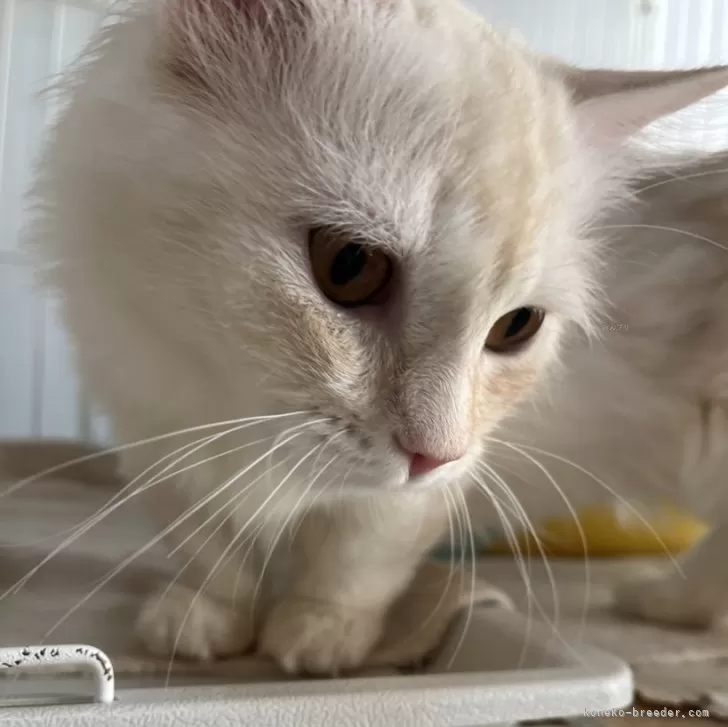 ID：2410-01152の子猫