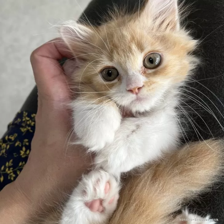 ID:2411-01130の子猫