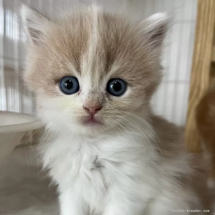 ID：2404-01076の子猫