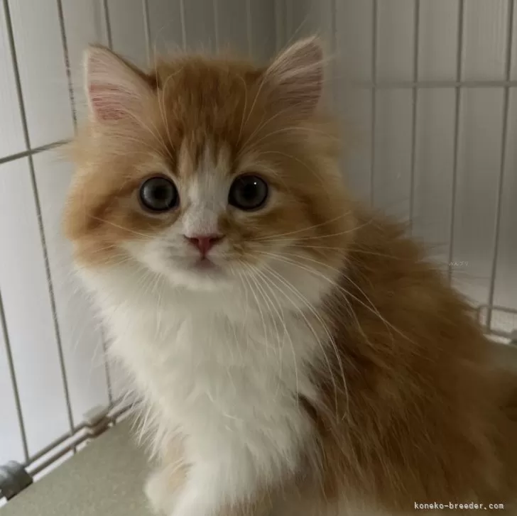 ID：2404-01074の子猫