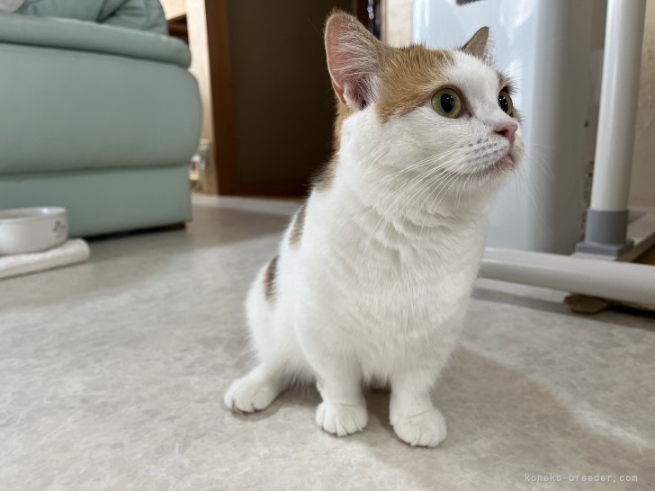 ミヌエット【・女の子・2022年4月14日・キャリコ】