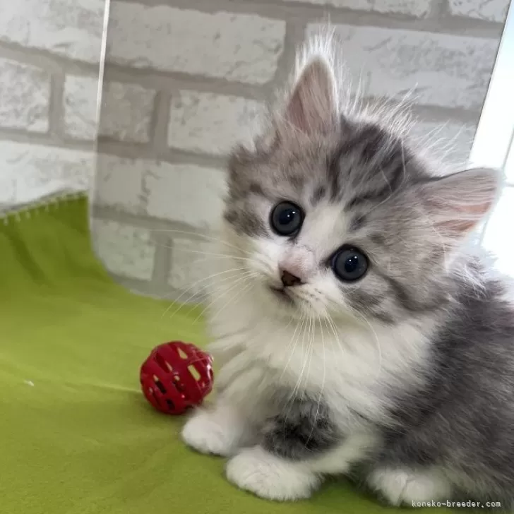 R.U 様のお迎えした子猫