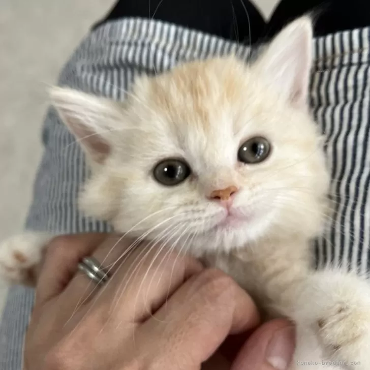 ID：2408-02685の子猫