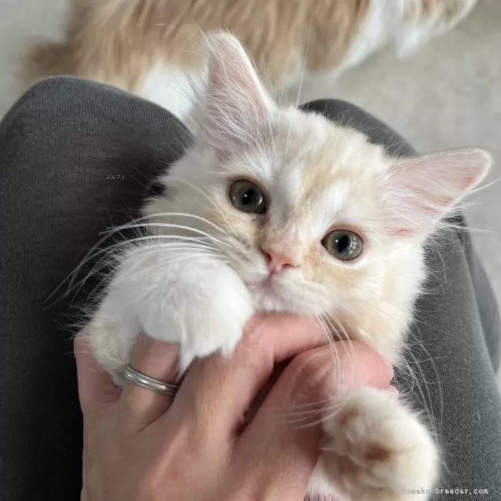 ミヌエット(長足)【広島県・女の子・2024年9月5日・レッドタビー&amp;ホワイト】の写真1