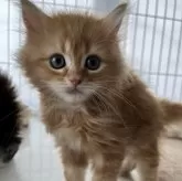 ミヌエット(長足)【広島県・男の子・2024年4月5日・レッドタビー&ホワイト】の写真1