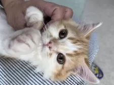 ミヌエット(長足)【広島県・男の子・2025年6月7日・レッドタビー&ホワイト】の写真5