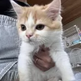 ミヌエット(長足)【広島県・男の子・2025年6月7日・レッドタビー&ホワイト】の写真2