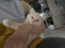 ミヌエット(長足)【広島県・男の子・2025年9月7日・クリーム&ホワイト】の写真11