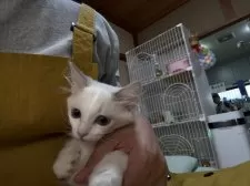 ラグドール【広島県・女の子・2025年8月11日・ブルーポイントバイカラー】の写真11