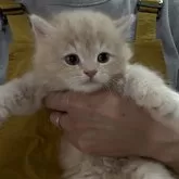 ミヌエット(長足)【広島県・男の子・2025年9月7日・クリーム&ホワイト】の写真3