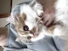 ミヌエット(短足)【広島県・男の子・2024年11月17日・レッドタビー&ホワイト】の写真13