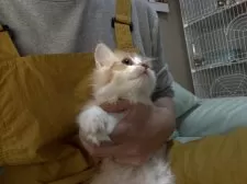 ミヌエット(長足)【広島県・男の子・2025年9月7日・レッドタビー&ホワイト】の写真14