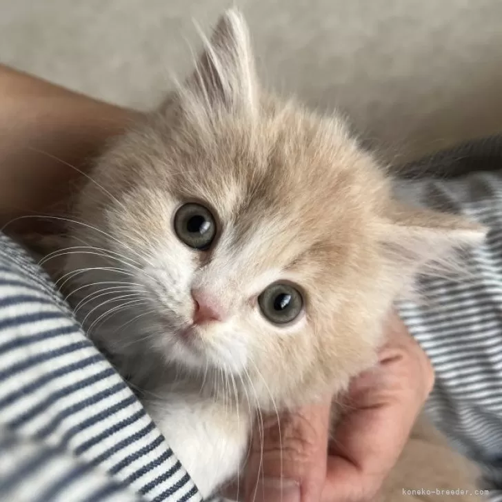 ID:2503-01203の子猫