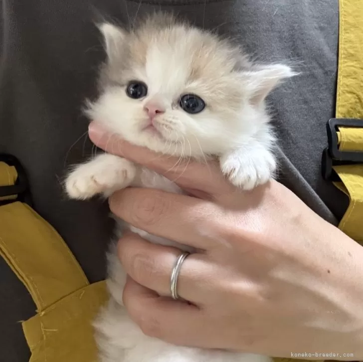 ID：2602-00933の子猫
