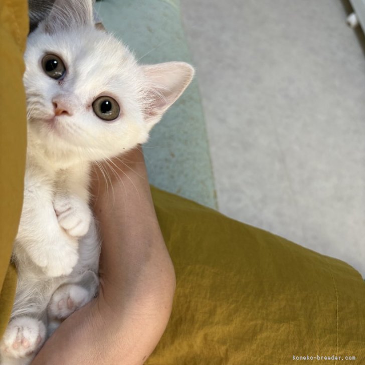 ブリーダー画像