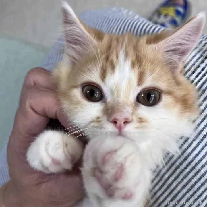 ID：2508-01944の子猫