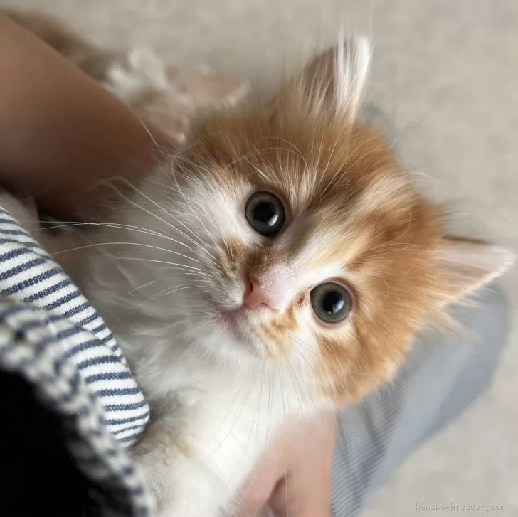 ID：2503-01195の子猫