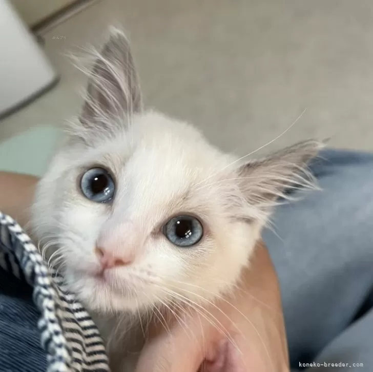 ID:2501-01670の子猫