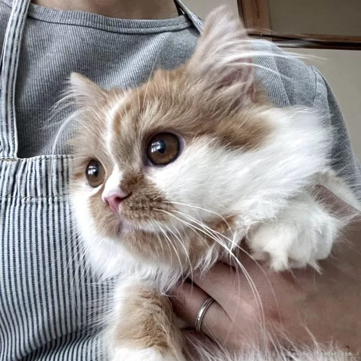ふぁんちゃん 様のお迎えした子猫