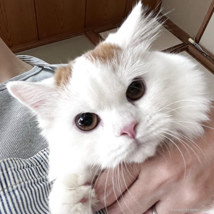 ブリーダー画像