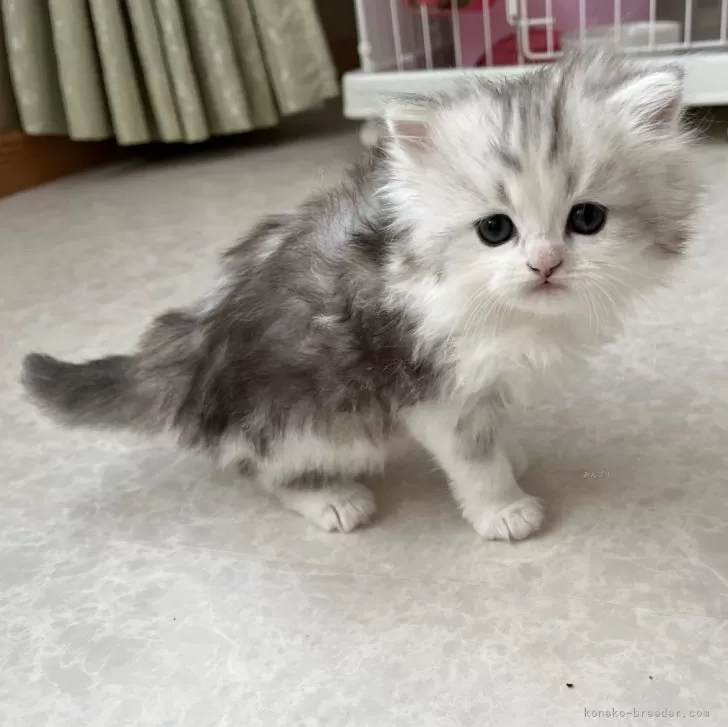 ID：2503-01206の子猫