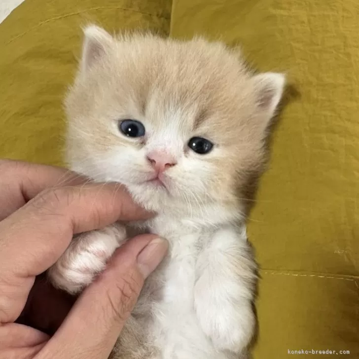 ID：2510-00158の子猫