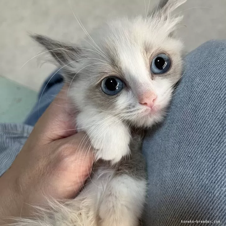 ID:2501-01667の子猫