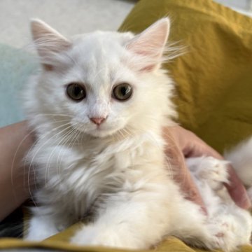 ミヌエット(長足)【広島県・女の子・2025年9月7日・クリーム&ホワイト（ロングヘア）】の写真「かけっこ大好ききょうだい❤️」