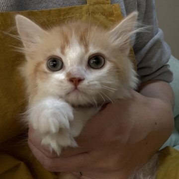 ミヌエット(長足)【広島県・男の子・2025年9月7日・レッドタビー&ホワイト（ロングヘア）】の写真「かけっこ大好ききょうだい❤️」