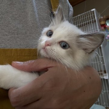 ラグドール【広島県・男の子・2025年8月26日・ブルーポイントバイカラー】の写真「ラグ祭り❤️イケメン男子おっとり系」