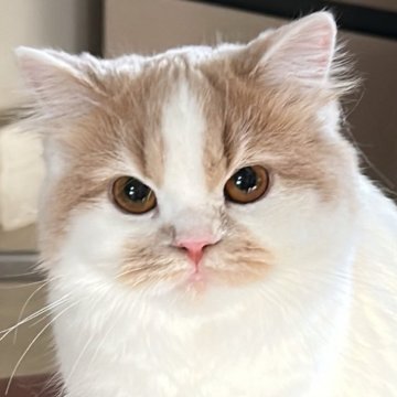 ミヌエット【広島県・女の子・2024年11月29日・クリーム&ホワイト（ロングヘア）】の写真「明るい性格⭐︎ワクチン2回マイクロチップ込み❤︎」