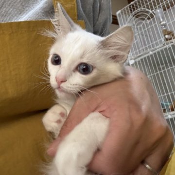 ラグドール【広島県・女の子・2025年8月11日・ブルーポイントバイカラー】の写真「ラグ祭り🌸人気のアニイの子ちゃん達」