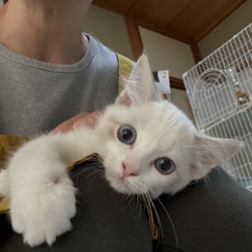 ラグドール【広島県・男の子・2025年8月11日・ブルーポイントバイカラー】の写真「ラグ祭り🌸人気のアニイの子ちゃん達」