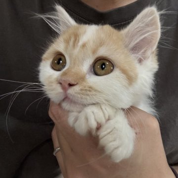 ミヌエット(長足)【広島県・男の子・2025年11月15日・レッドタビー&ホワイト（ロングヘア）】の写真「スリスリゴロゴロ甘えんぼな子です🌸」