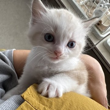 ラグドール【広島県・男の子・2025年10月6日・シールリンクスポイントバイカラー（ロングヘア）】の写真「リンクスのご予約はお早めにどうぞ🎵早い者勝ちです」