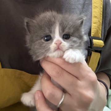 マンチカン(長足)【広島県・男の子・2026年1月28日・ブルー&ホワイト（ロングヘア）】の写真「3/25まで販売してます♪人気のマンチカン🌸」