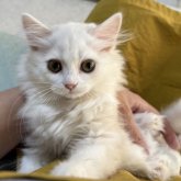 ミヌエット(長足)