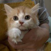 ミヌエット(長足)