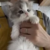 マンチカン(短足)