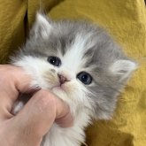 ミヌエット(長足)