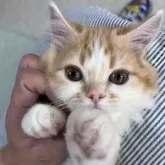 ミヌエット(長足)