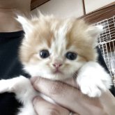 ミヌエット(長足)