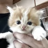 ミヌエット(長足)