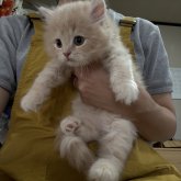 ミヌエット(長足)