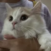 ミヌエット(短足)