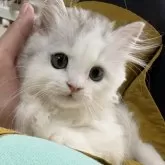 マンチカン(長足)